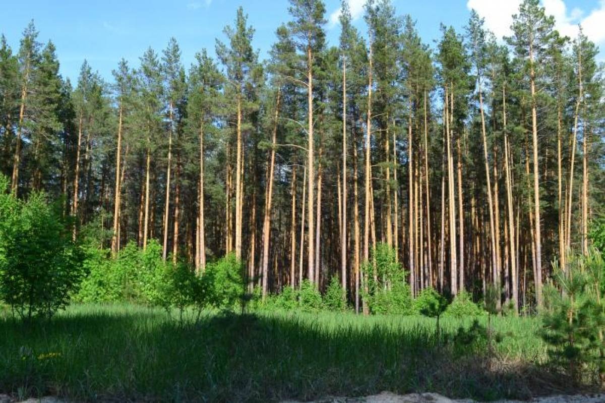 Какой лес самый богатый. Хвойный лес Самара. Сосновый лес Самара Тольятти. Хвойные леса Самарской области. Кубаевский Бор.